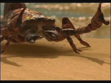 Quel est cet animal ?