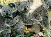 Quiz Les animaux 1 : Le koala