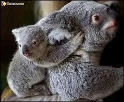 Le koala vient ...