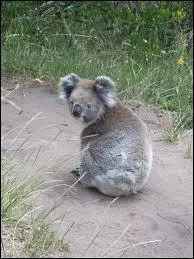 Les koalas sont le plus souvent ...