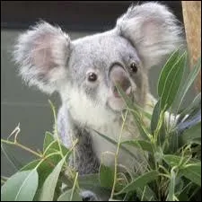 Quelle taille ont les koalas ?