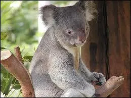 Quel poids ont les koalas ?
