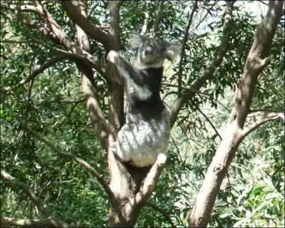 Quel est son sens le plus dvelopp ?