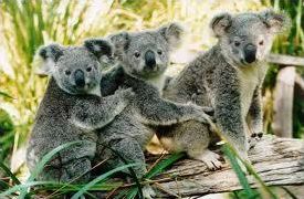 Quiz Koalas
