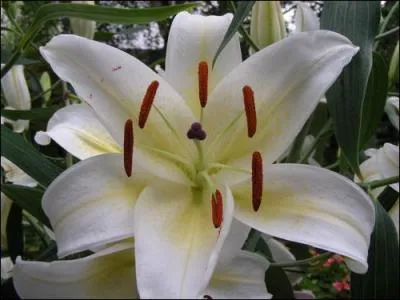 Quelle est cette fleur ?