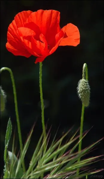 Quelle est cette fleur ?