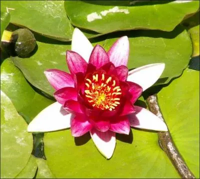 Quelle est cette fleur ?