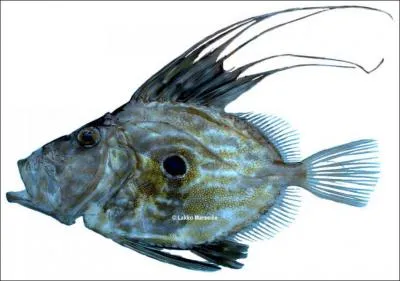 Quel est le poisson le plus cher ?