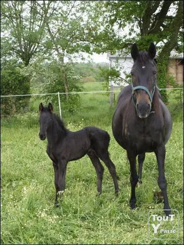 Quelle est la race de ces chevaux ?