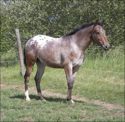 Quelle est la robe de ce cheval ?