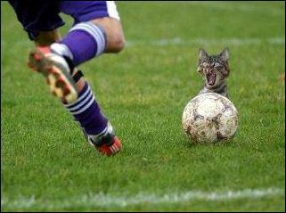 A quel sport ce chat participe-t-il ?