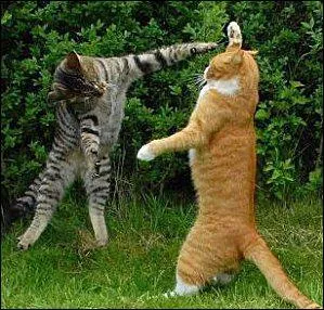 Quel sport font ces chats ?