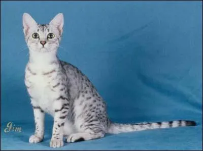 Quelle est cette race ?