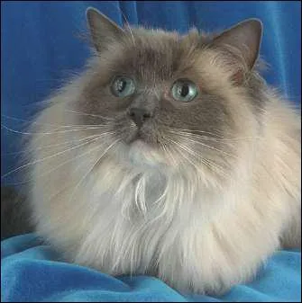 Quelle est cette race ?