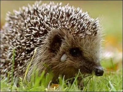 Quel est cet animal ?