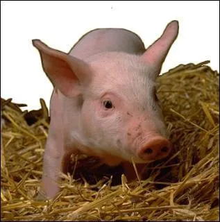 Quel est cet animal ?