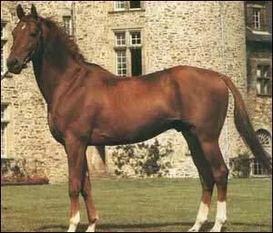 Ce cheval est-il alezan ?