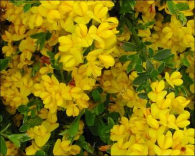 Que fait le gent, une plante  fleurs jaunes, pour se dfendre contre les moutons ?