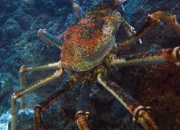 Quiz Crabe