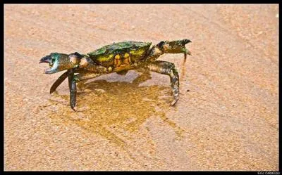 Quel est ce crabe ?