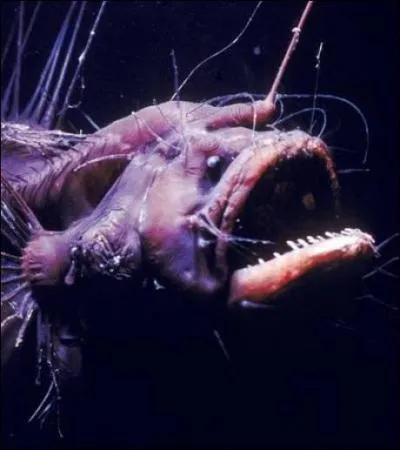 Certains ont aussi d'�tranges...