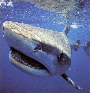 Quel est ce requin ?