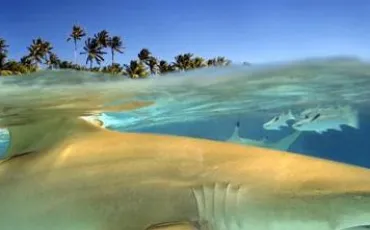 Quiz Requins