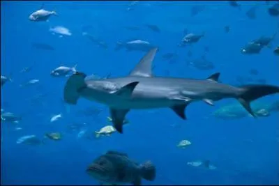 Quel est ce requin ?