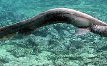 Quiz Requins
