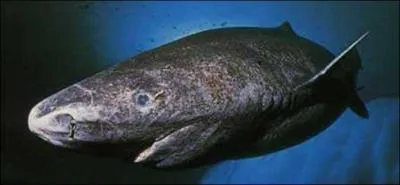 Quel est ce requin ?