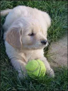 Miley Cyrus a combien de chiens ?