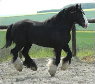 De quelle race est ce cheval ?
