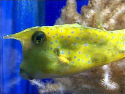 Quel est cet animal ?