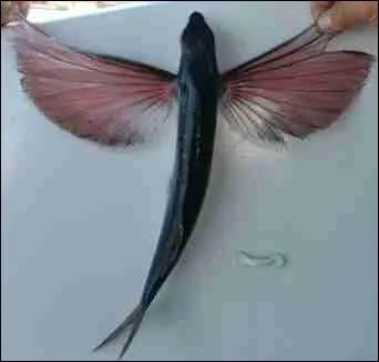 Quel est cet animal ?