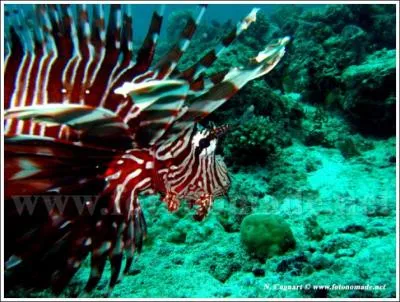 Quel est cet animal ?