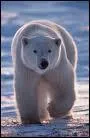 Qui est cet animal ? Il peut avoir un pelage blanc, immacul, ce n'est pas un ours polaire et il peut tre domestique
