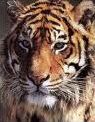 Quiz Animaux