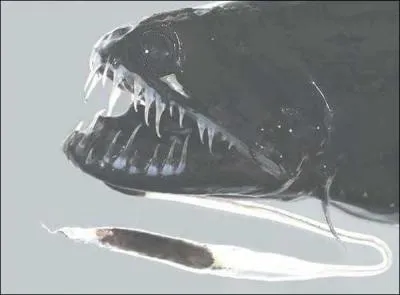 Comment s'appelle ce poisson des abysses ?