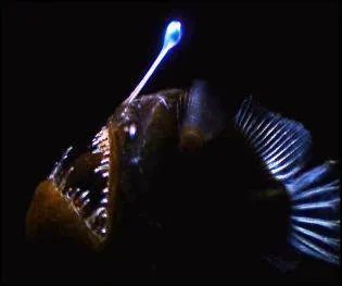 Comment s'appelle ce poisson des abysses ?