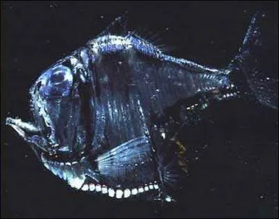 Comment s'appelle ce poisson des abysses ?