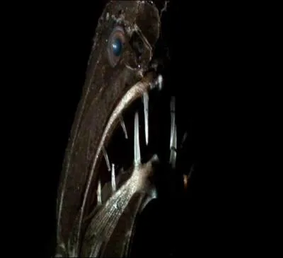 Comment s'appelle ce poisson des abysses ?