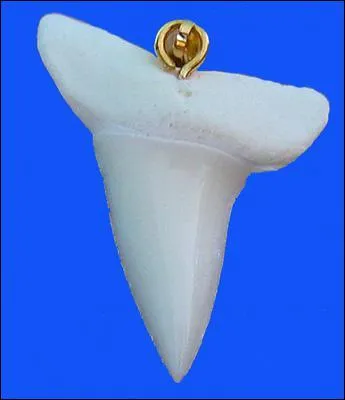 A quel requin appartient cette dent ?