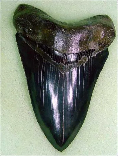 A quel requin appartient cette dent ?