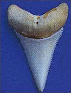 A quel requin appartient cette dent ?