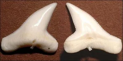 A quel requin appartient cette dent ?