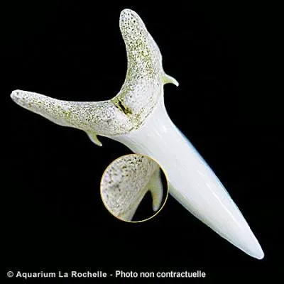 A quel requin appartient cette dent ?