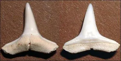 A quel requin appartient cette dent ?