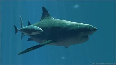 Quel est ce requin ?