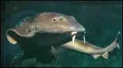 Quel est ce requin ?
