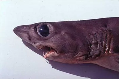 Quel est ce requin ?